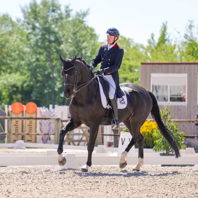 Élevage du Hans – Chevaux de sport à vendre à Colmar (Alsace)